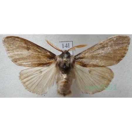 Calliteara pudibunda (Linnaeus, 1758) male Szczotecznica szarawka Czech14l